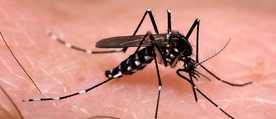 Zika vírus: fotofobia e conjuntivite também são sintomas